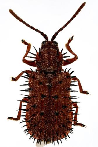 Réf. 311 517 : Dicladispa testacea